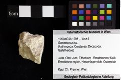 Foto (Objket + Etiketten) von Gastrosacus sp. 